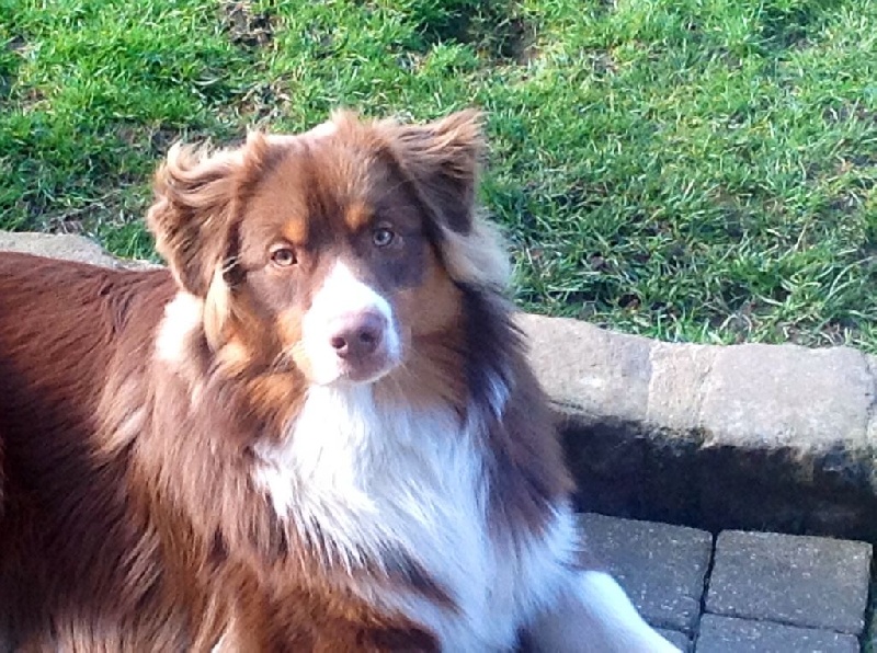Petit chiot deviendra grand